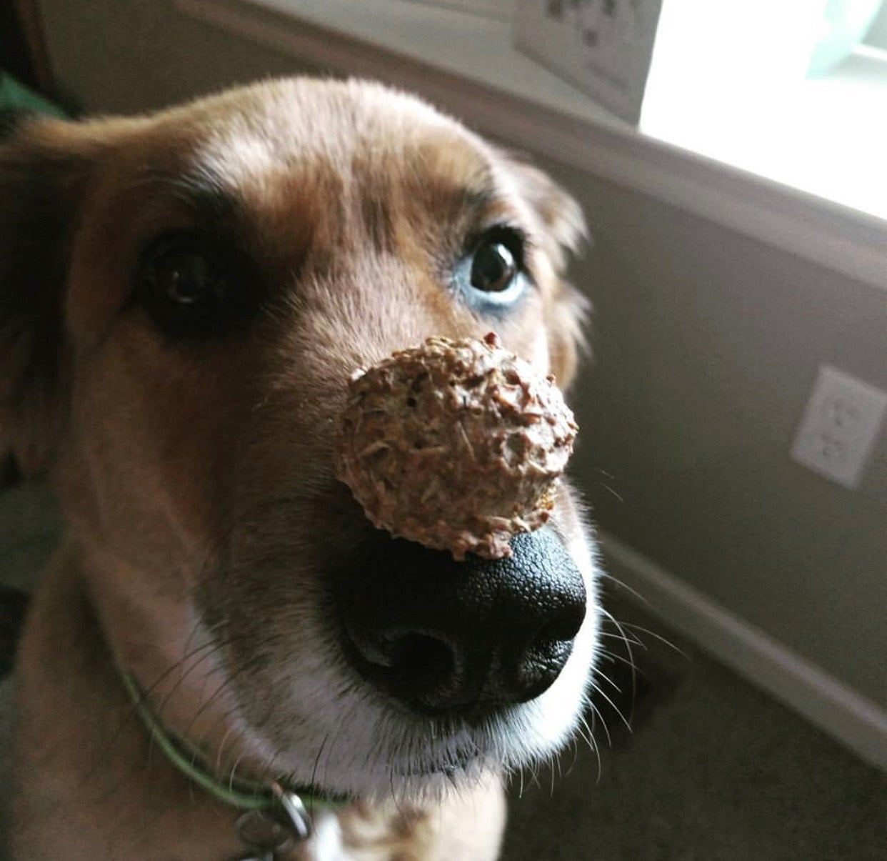 GIVEAWAY: Win a 3-Month Subscription to Beer Paws Box