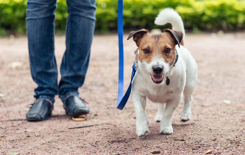 What to Know About Socializing Your Puppy