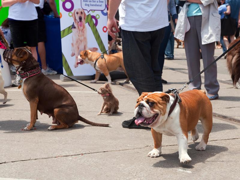 How to Keep Your Dog Safe at Festivals