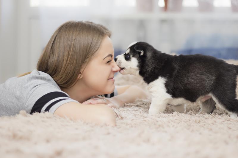 How to Make Sure Your Home is Ready for a New Puppy