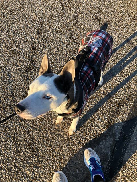 Adjustable Fleece Coats for Dogs and Cats with Drinking Buddy Embroidery