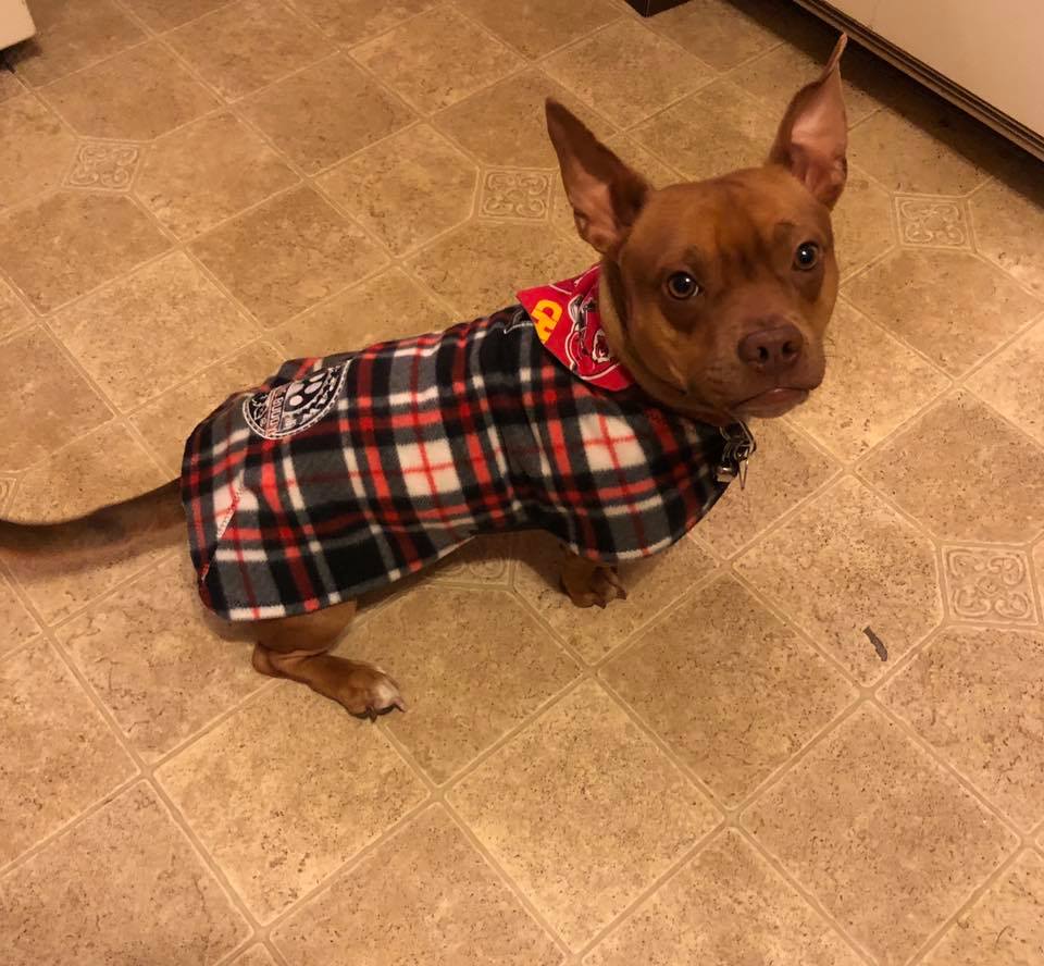 Adjustable Fleece Coats for Dogs and Cats with Drinking Buddy Embroidery