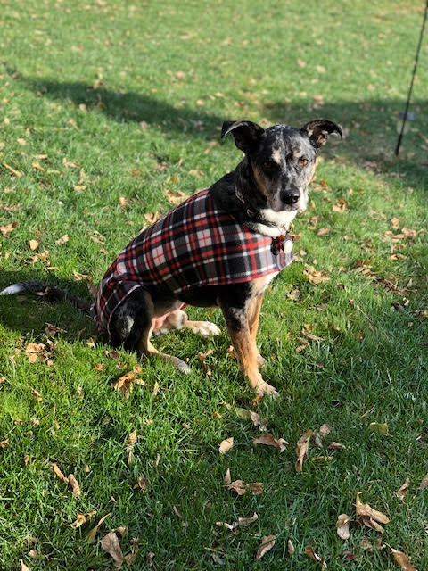 Adjustable Fleece Coats for Dogs and Cats with Drinking Buddy Embroidery