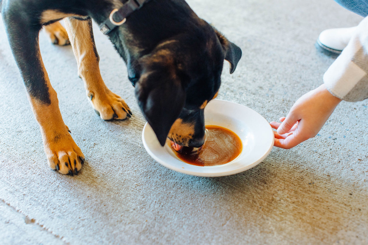 Dog Beer Homebrew Kit