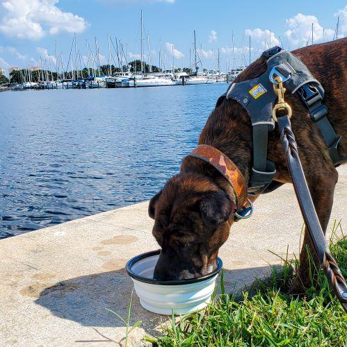Luxe Pup® Collapsible Silicone Travel Bowl Set (33oz)